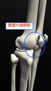 膝蓋大腿関節