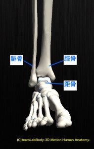 足関節　骨