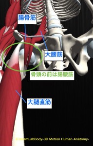 屈筋　骨頭位置関係