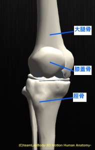 膝　解剖