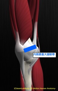 内側膝蓋大腿靭帯　MPFL