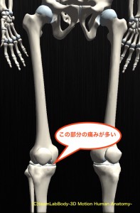 膝解剖