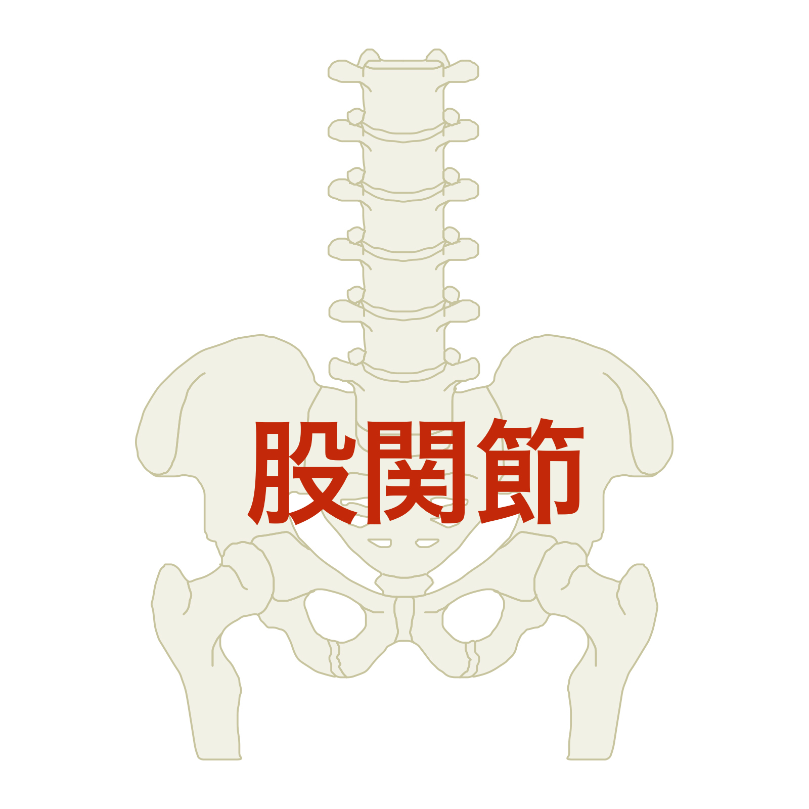 股関節の特に重要な解剖学とは？！筋肉や血行、関節唇などをご紹介します！