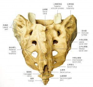 仙骨　尾骨