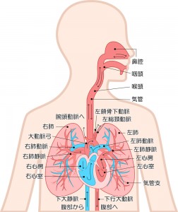 肺　構造