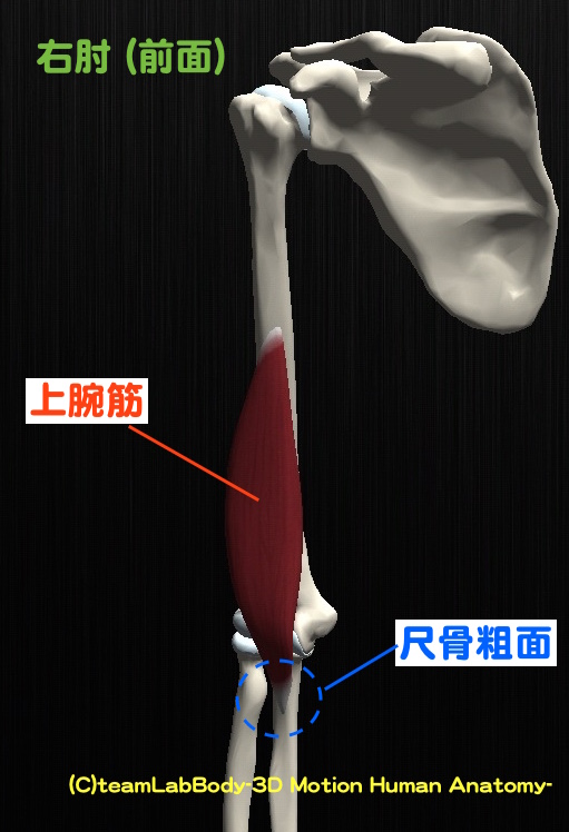 上肢の上腕骨や前腕(橈骨・尺骨)の骨構造をイラストでわかりやすくご紹介！