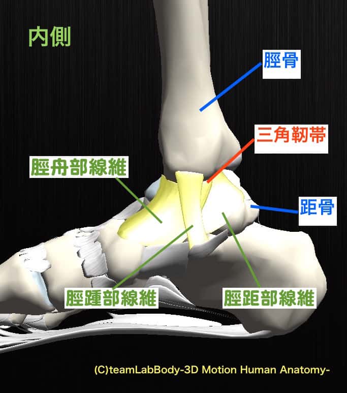 三角靭帯の構成や機能とは 必ず知っておくべき足首の外反捻挫が少ない理由とは 一寸先は痛み 理学療法士が作る痛みと原因の説明書